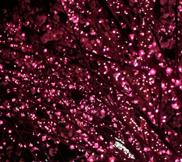 Árbol cerezo iluminado