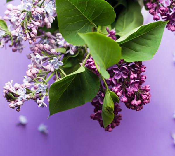Lilas moradas