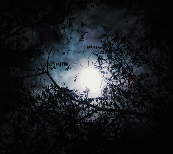 Luna asomando entre ramas