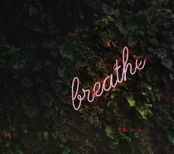 Luz de neon sobre pared con hojas